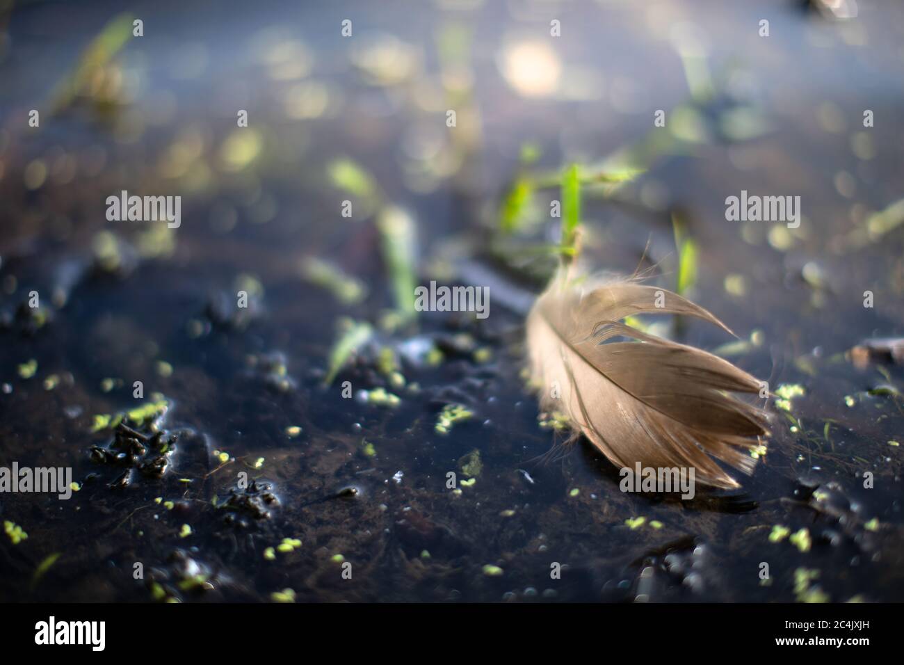 Belle photo macro d'une plume d'oie sur un étang Banque D'Images