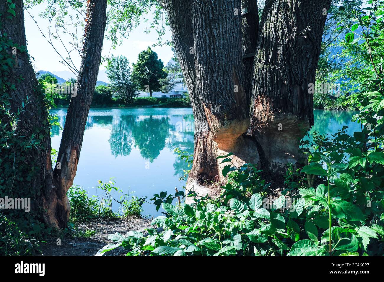 Europe Swizerland, canton de Sargans, Wangs en été, atmosphère nocturne, dégâts d'un castor sur un arbre Banque D'Images