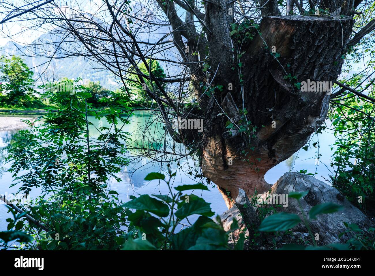 Europe Swizerland, canton de Sargans, Wangs en été, atmosphère nocturne, dégâts d'un castor sur un arbre Banque D'Images