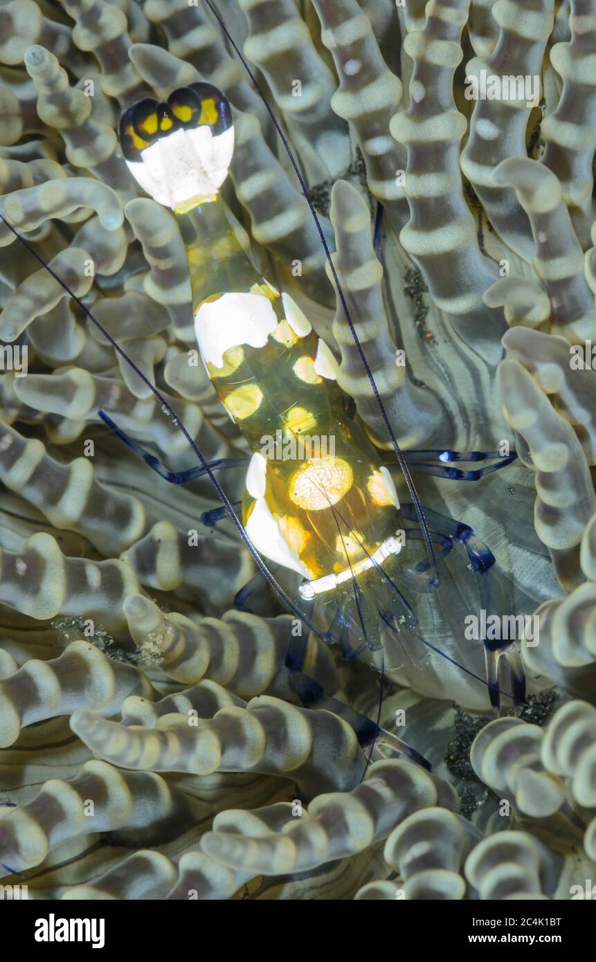 Crevettes paon de queue, Ancylocaris brevicarpalis, avec parasite branchial, détroit de Lembeh, Sulawesi du Nord, Indonésie, Pacifique Banque D'Images