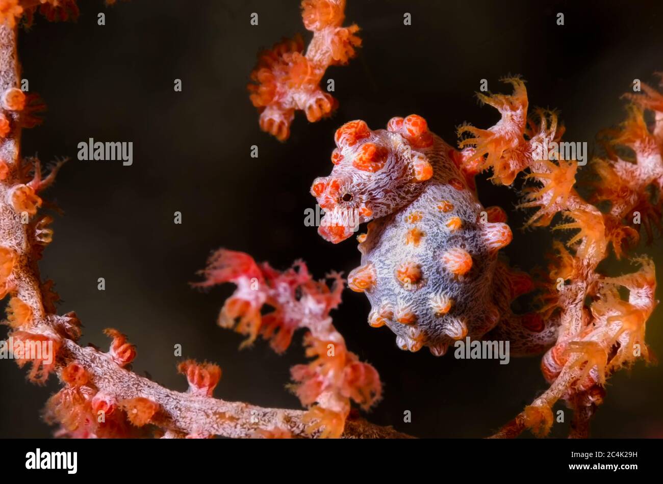 L'Hippocampe pygmée Bargibant, hippocampe bargibanti, Détroit de Lembeh, au nord de Sulawesi, Indonésie, Pacifique Banque D'Images