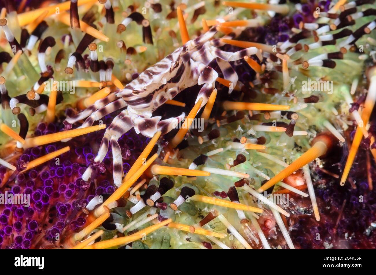 Crabe Zebre Zebrida Adamsii Sur Un Oursin A Gateau Croustilles Tripnustes Detroit De Lembeh Sulawesi Du Nord Indonesie Pacifique Photo Stock Alamy