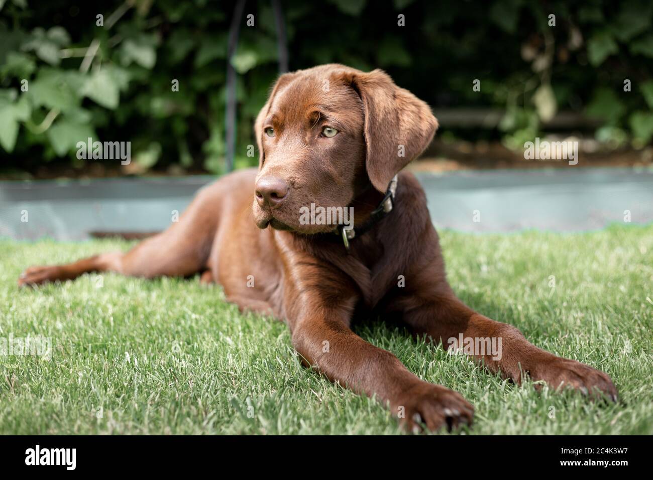 Faire dorer Labrado sur la pelouse. Un Labrador rare. Banque D'Images