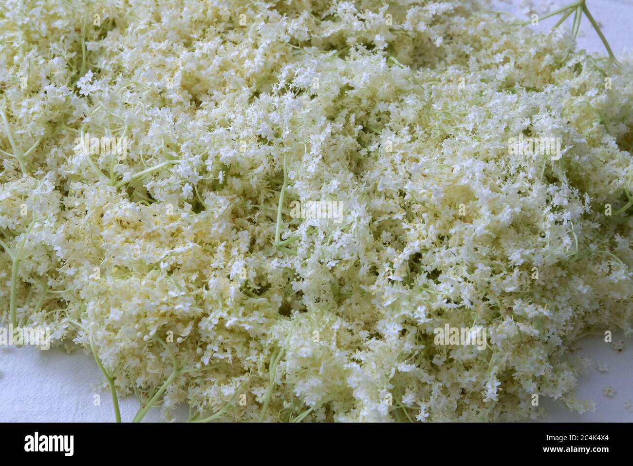 Fleurs de Sambucus nigra. Sambucus nigra - Elder - les fleurs et les baies sont le plus souvent utilisées de façon médicale. Macro de délicat incroyable floraison de blac Banque D'Images