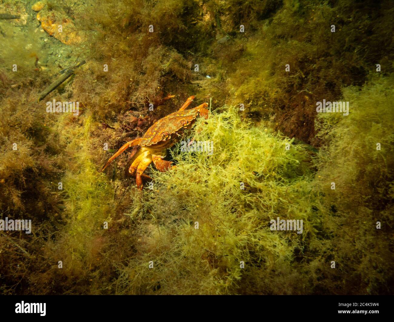 Un crabe photographié dans une plongée en bord de mer à on, Limhamn, Malmo. Plongée sous-marine à Oresund, l'eau entre la Suède et le Danemark. Photo de haute qualité Banque D'Images