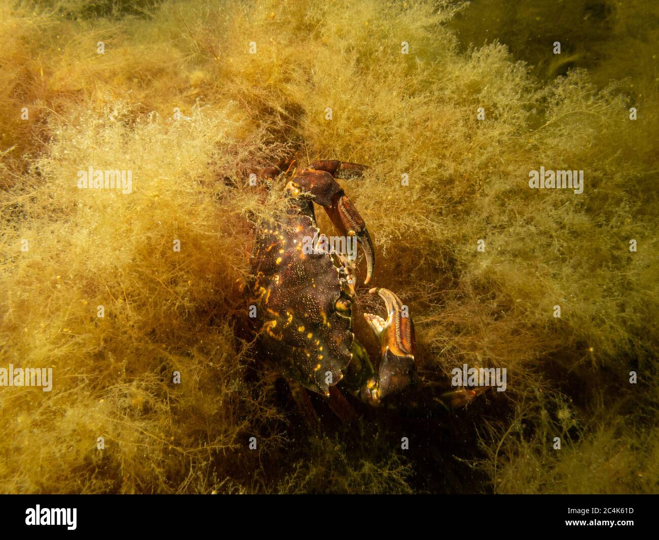 Un crabe photographié dans une plongée en bord de mer à on, Limhamn, Malmo. Plongée sous-marine à Oresund, l'eau entre la Suède et le Danemark. Photo de haute qualité Banque D'Images