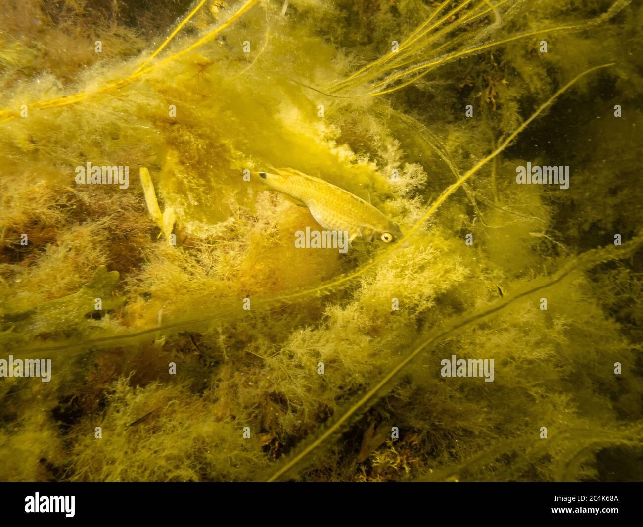 Un petit poisson jaune se cachant dans l'algue jaune. Photo d'une plongée sous-marine à Oresund, Malmo, Suède. Photo de haute qualité Banque D'Images