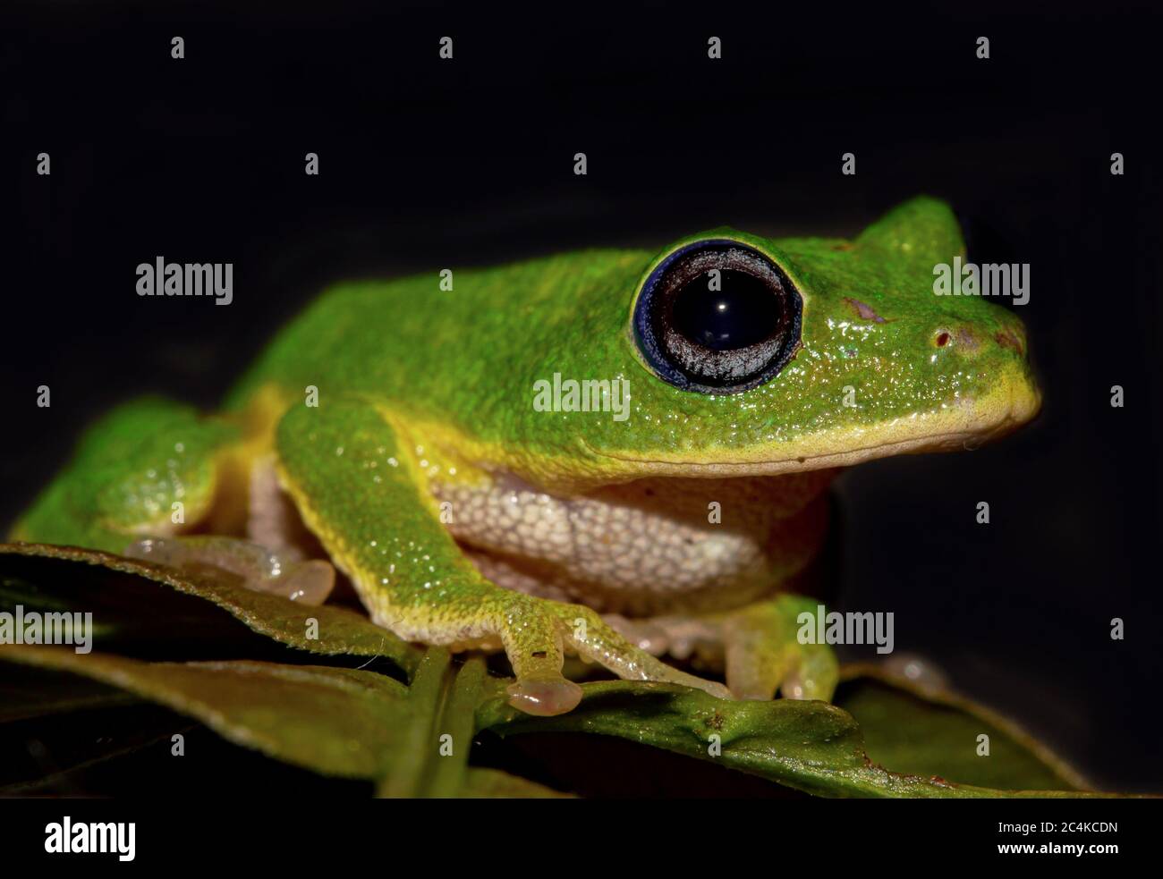 Grenouille verte sur une feuille; grenouille verte; grenouille mignonne; Pseudophilautus poppiae des collines orientales de Sinharaja au Sri Lanka; endémique Banque D'Images