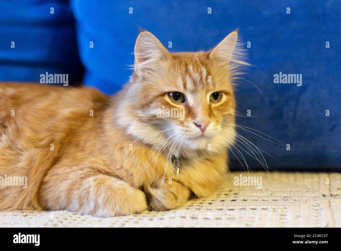Le chat rouge se trouve sur un canapé bleu Banque D'Images