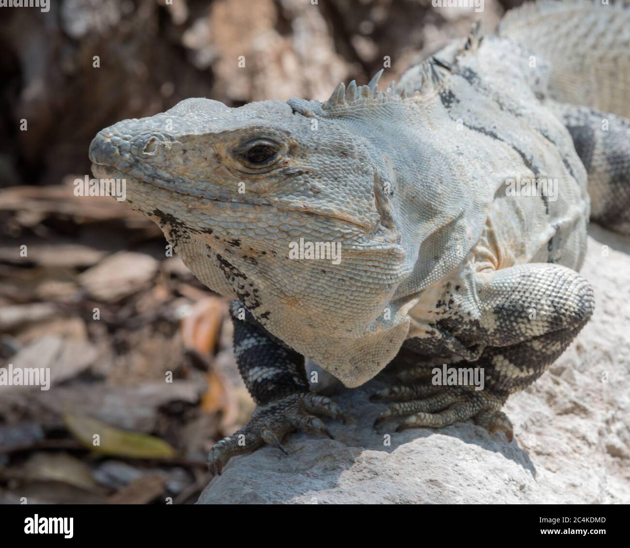 Gros plan d'un iguana Yucatan est une espèce de lézard de la famille des Iguanidae, Edzna, Mexique Banque D'Images