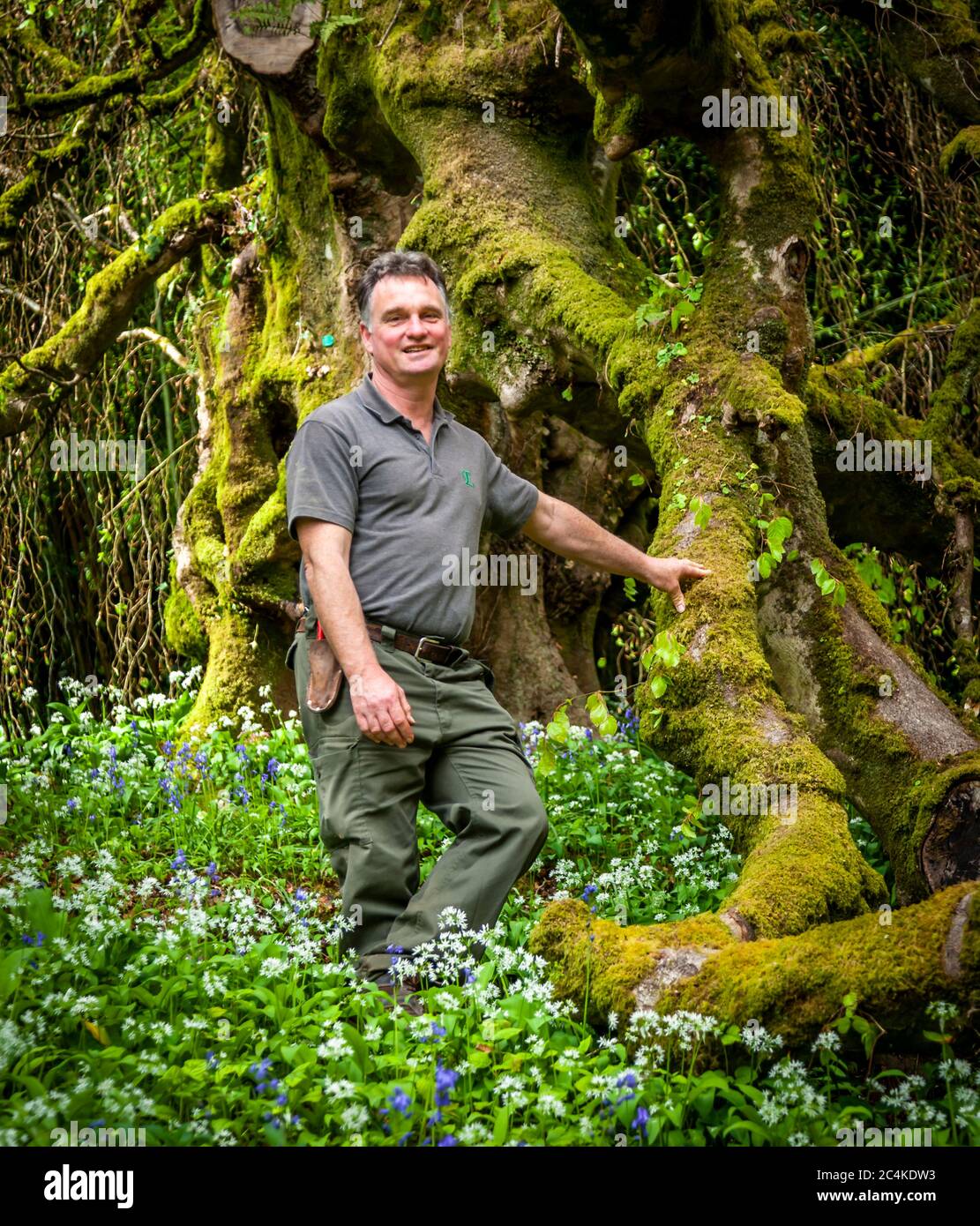 Endsleigh Hotel à West Devon, Angleterre. Le jardinier Ben Roscombe-King est à la tête de son arbre préféré, un bouleau pleurant de plus de 200 ans. Elle a en fait dépassé son âge maximum et les jardiniers doivent soutenir certaines de ses énormes branches Banque D'Images