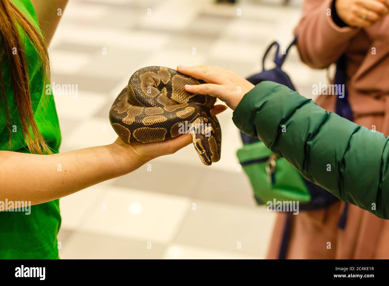 Tête de python réticulé dans les mains de l'homme Banque D'Images