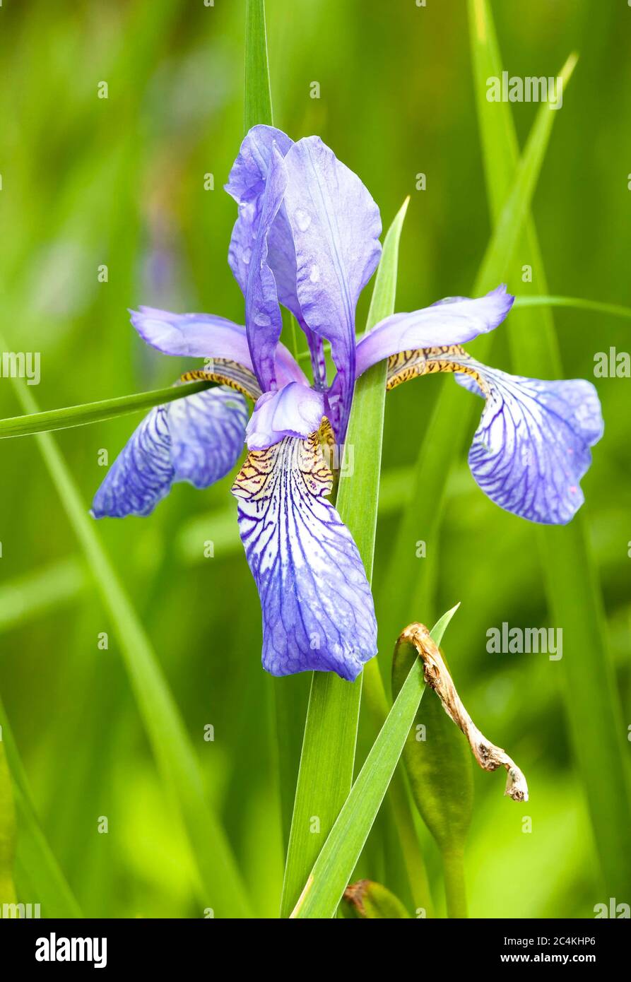 Iris une plante vivace de jardin d'été de printemps à floraison précoce Banque D'Images