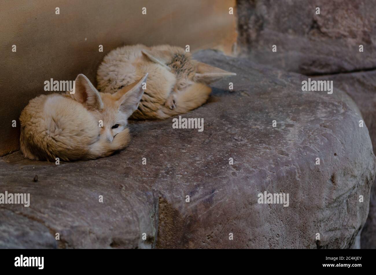 Les renards fénec (Vulpes zerda) sont mignons et reposent sur la pierre du zoo Banque D'Images
