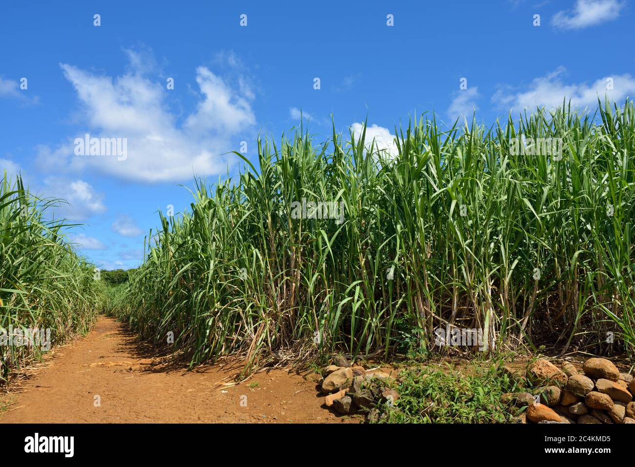 Route de terre parmi les plantations de canne à sucre. Maurice Banque D'Images