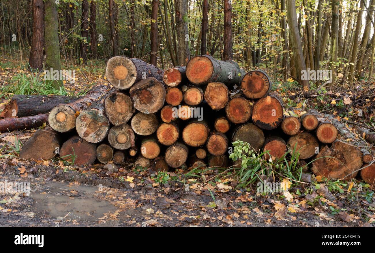 Grumes en bois dans la forêt. Des bûches fraîchement coupées empilées les unes sur les autres dans un tas. Banque D'Images