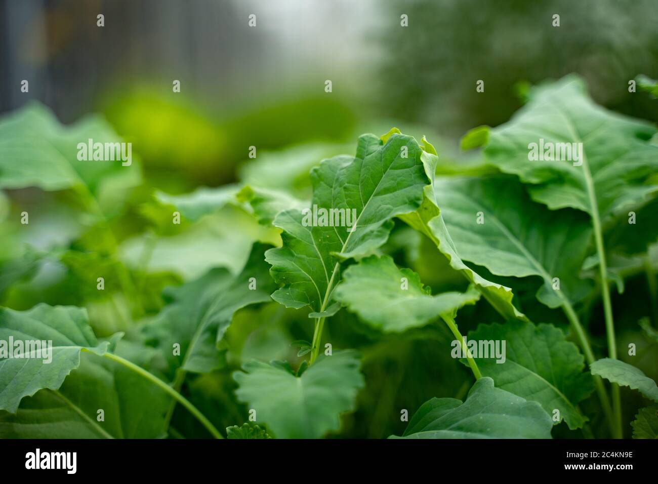 Gros plan de feuilles de légumes verts. Plantes fraîches. Mise au point sélective. Concept de mode de vie sain. Banque D'Images