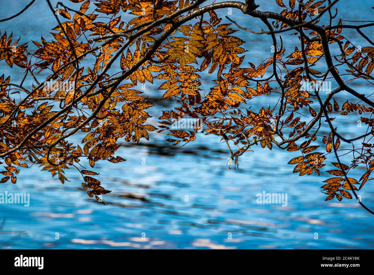 Branche arborescente avec feuillage coloré surplombant les eaux bleues du lac Chuzenji (Nikko, Japon). Automne nature résumé fond. Banque D'Images