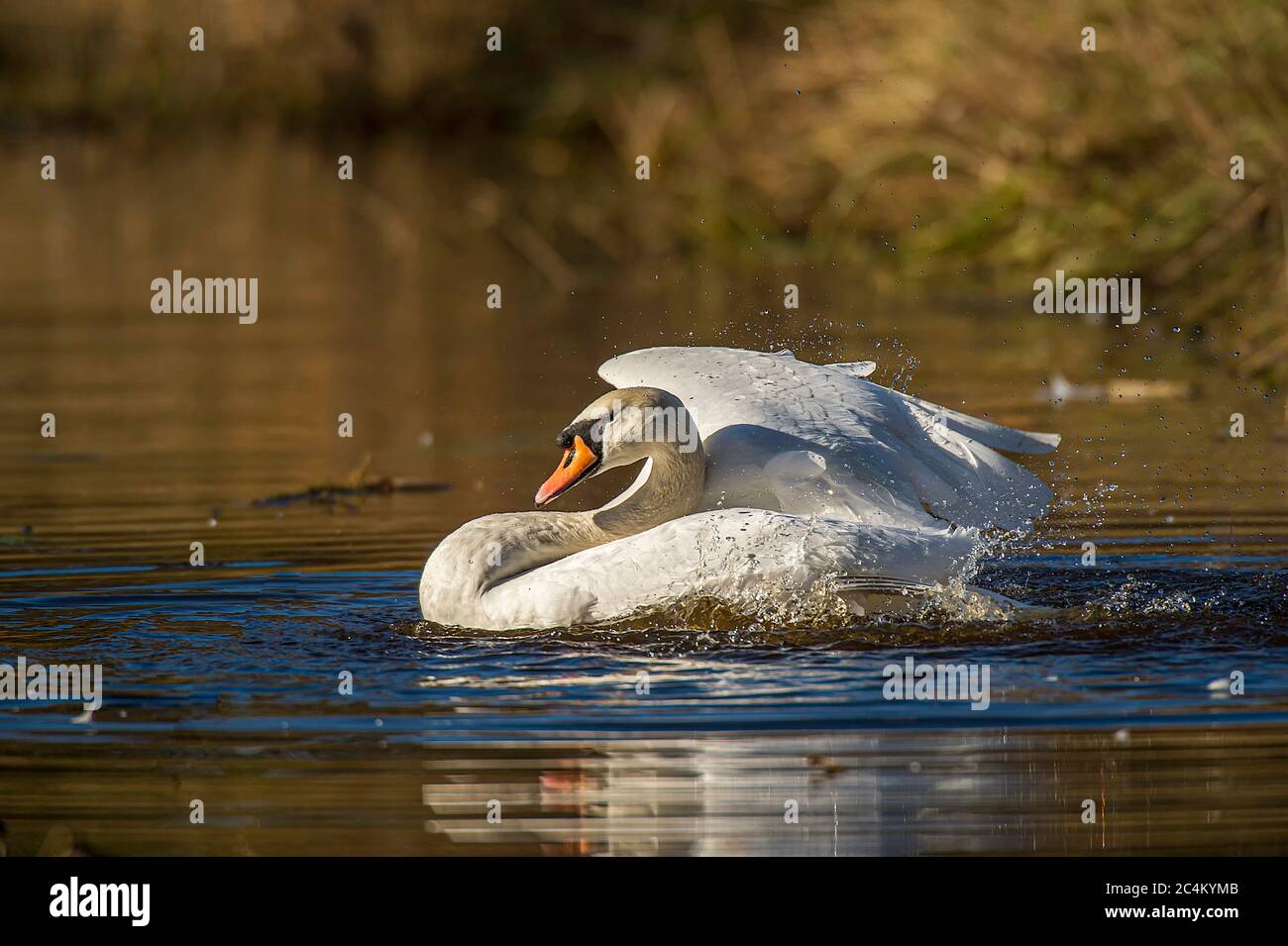 Mute Swan Cygnus olor baignade dans une voie d'eau cambridgeshire à Woodwalton Fen Royaume-Uni. Banque D'Images