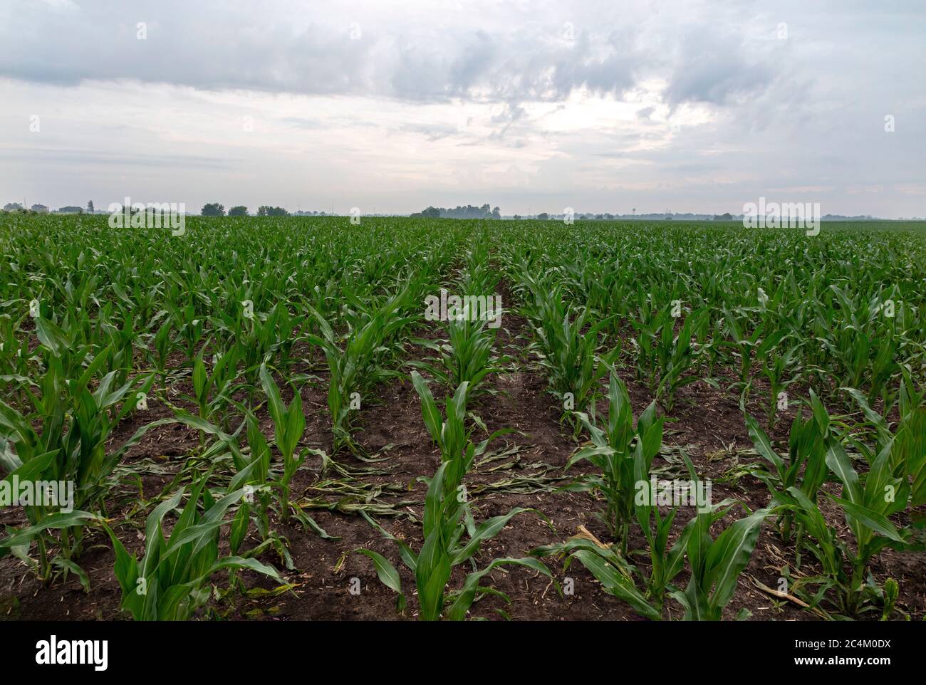 Field of corn, N. Indiana, début été, E USA, par James D Coppinger/Dembinsky photo Assoc Banque D'Images