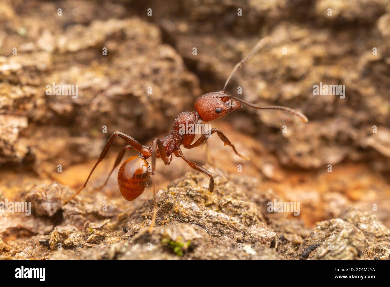 Ant à colonne vertébrale (Aphaenogaster tennesseensis) Banque D'Images
