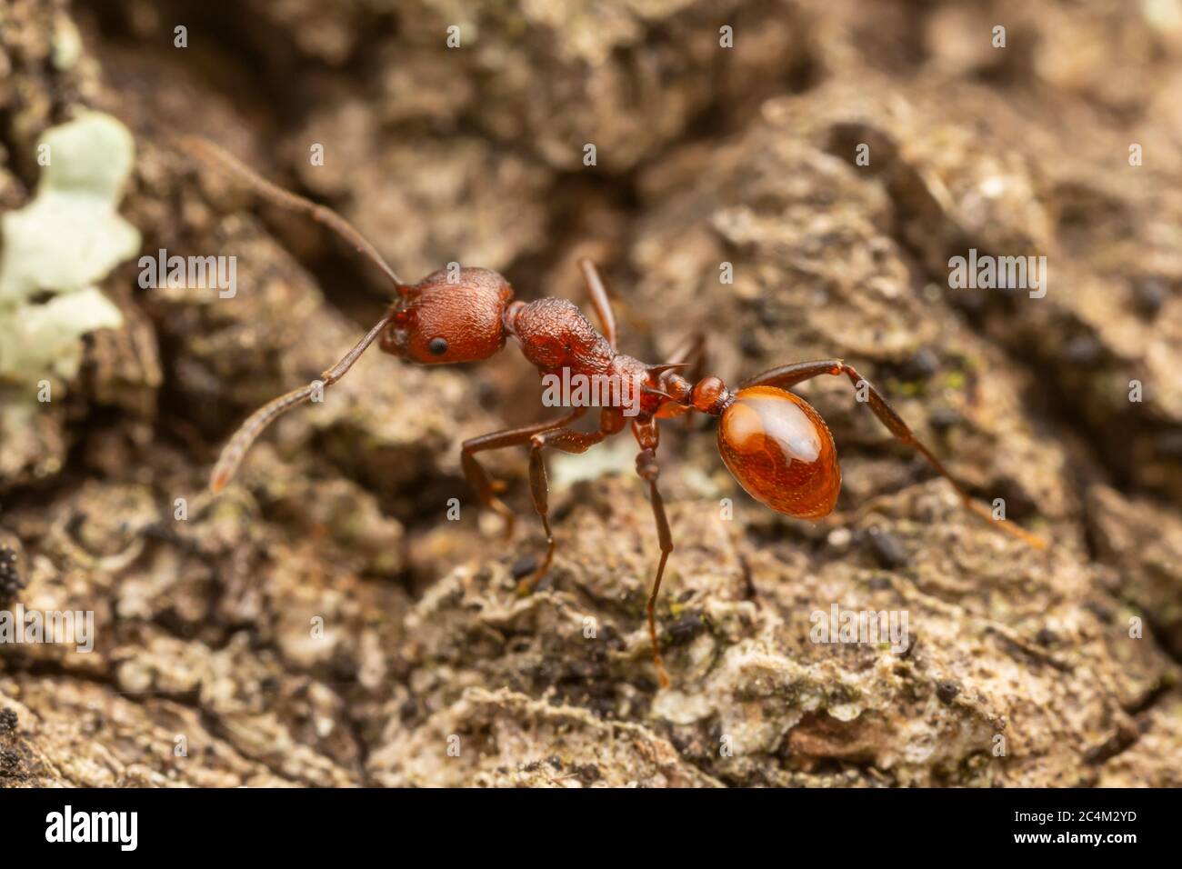 Ant à colonne vertébrale (Aphaenogaster tennesseensis) Banque D'Images
