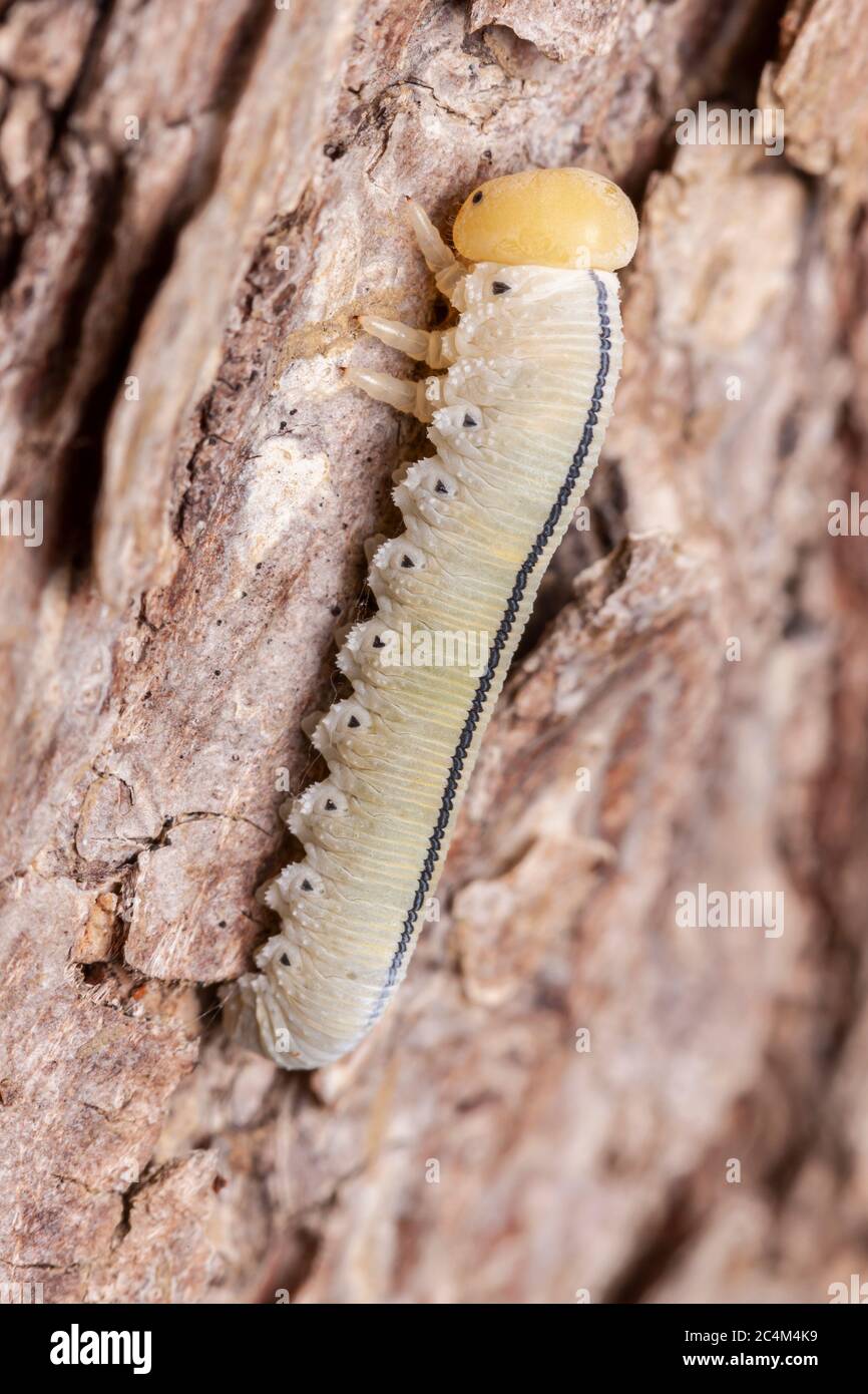 Elm Sawfly (Cimbex americanus) larve Banque D'Images