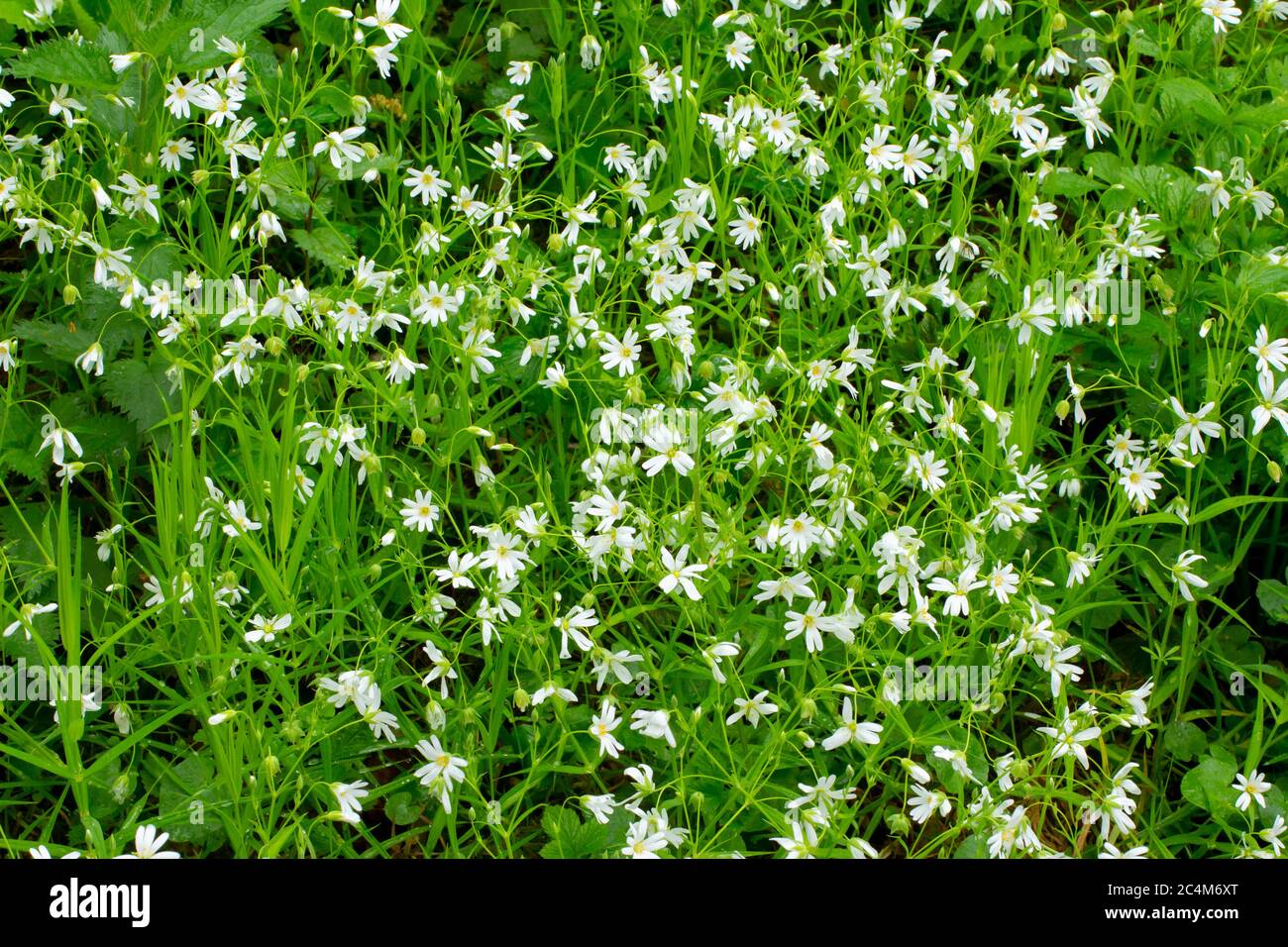 La chichaded blanche en fleurs, Stellaria holostea ou Echte Sternmiere Banque D'Images