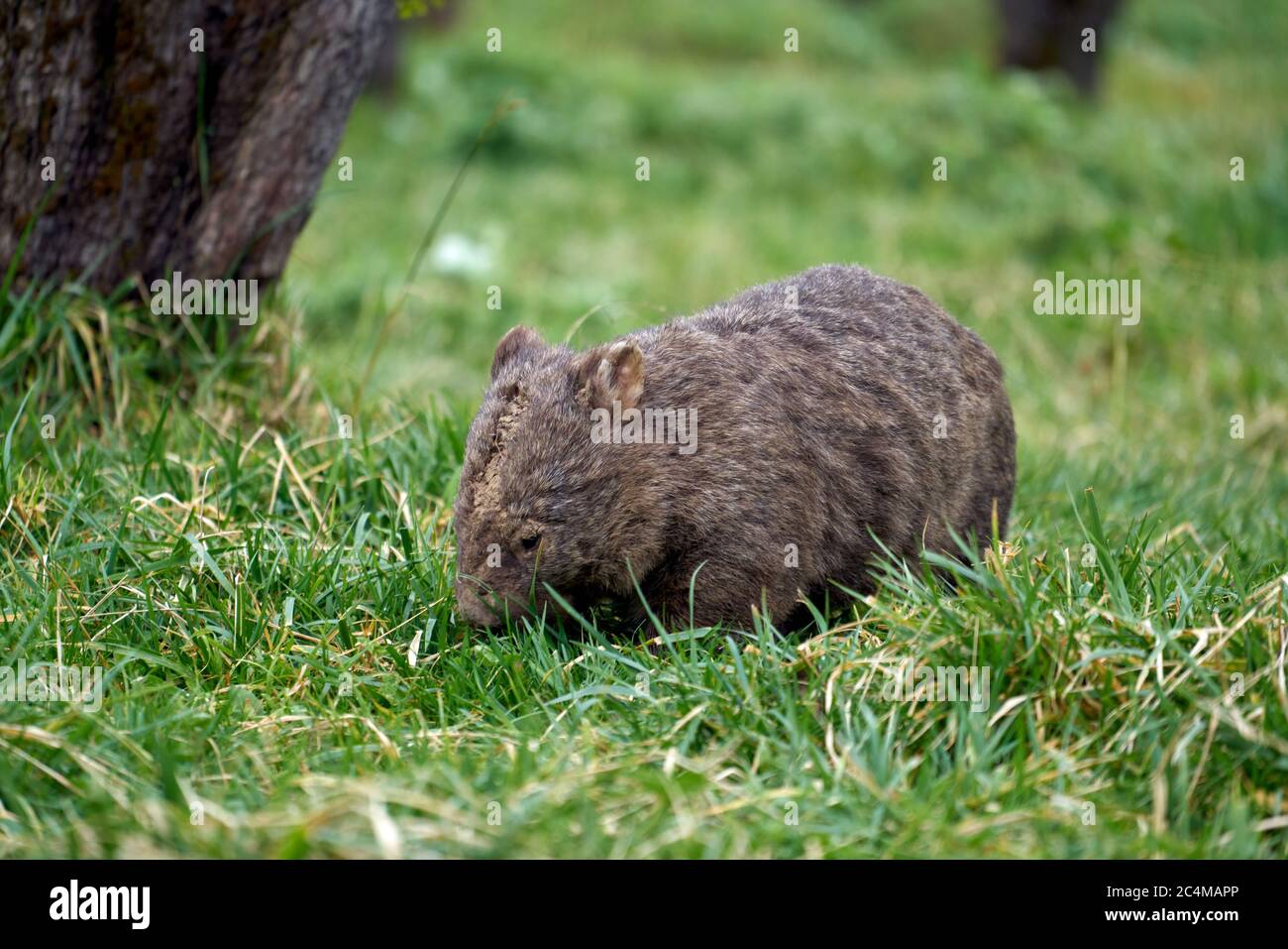 Parc Candlebark, Wombat, Banque D'Images