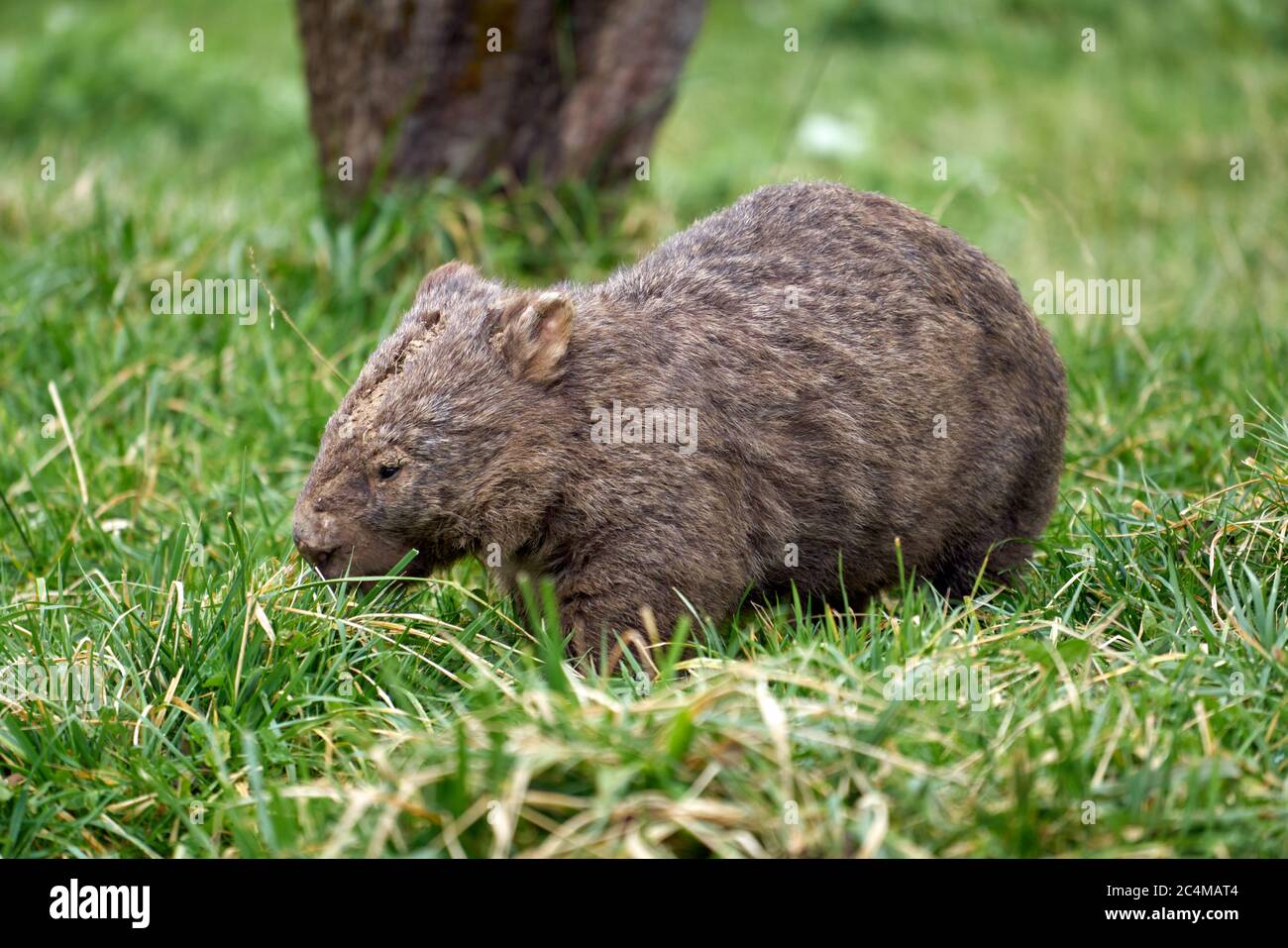 Parc Candlebark, Wombat, Banque D'Images