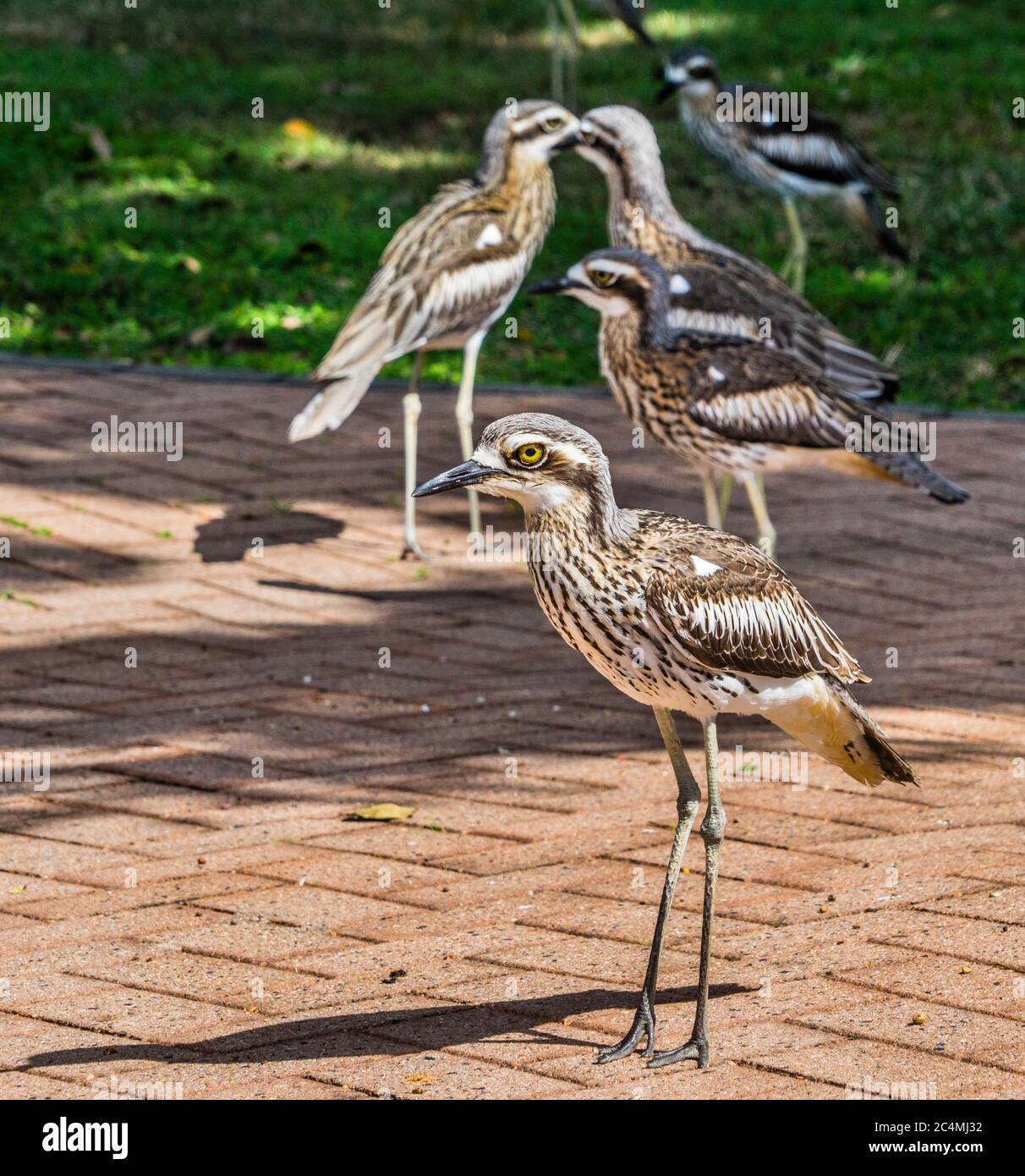 Bush Stone Curlews au parc Borello, à la côte de Lucinda, dans le nord du Queensland, en Australie Banque D'Images