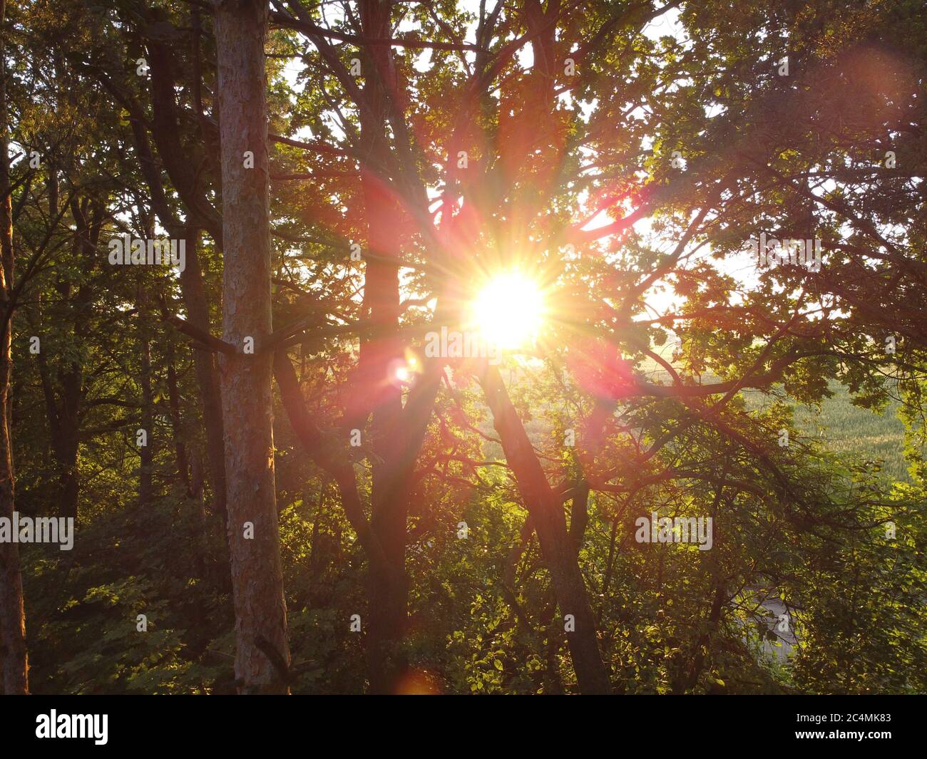 Lumière du soleil réfléchie par les feuilles et les branches des arbres. Matin dans les bois. Banque D'Images
