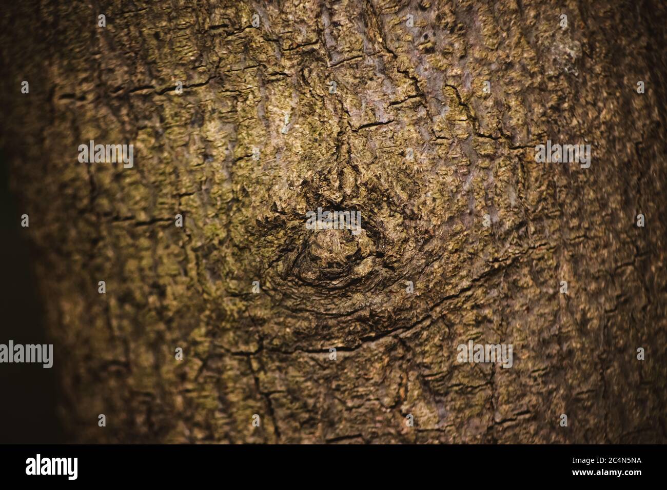 Coupe de tronc d'arbre de Neem de bois.surface texturée avec anneaux et fissures. Fond brun neutre fait de bois dur de la forêt Banque D'Images