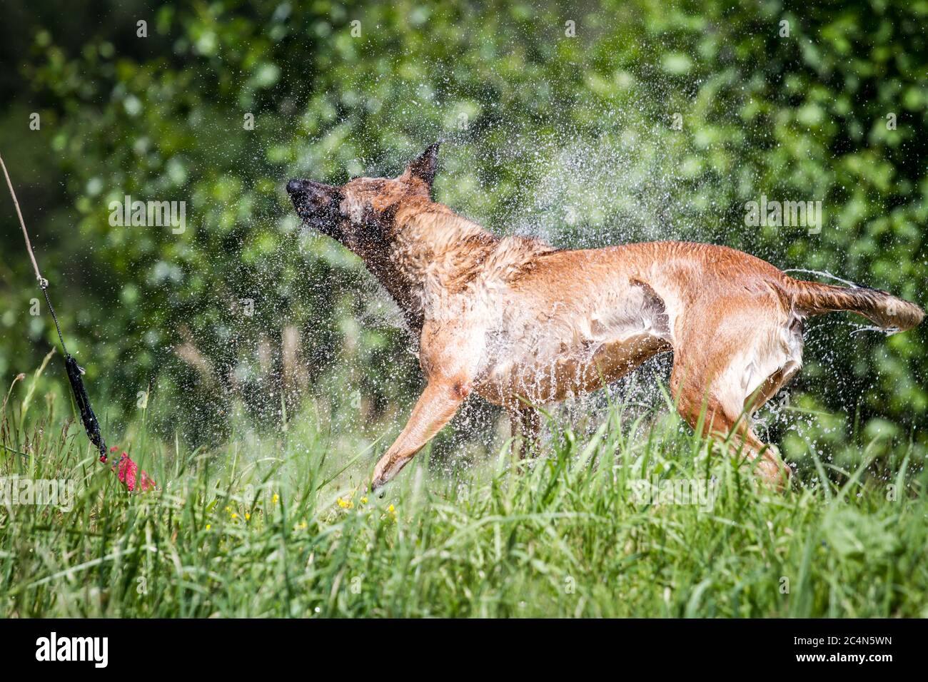 Berger belge (Malinois) secouant l'eau Banque D'Images