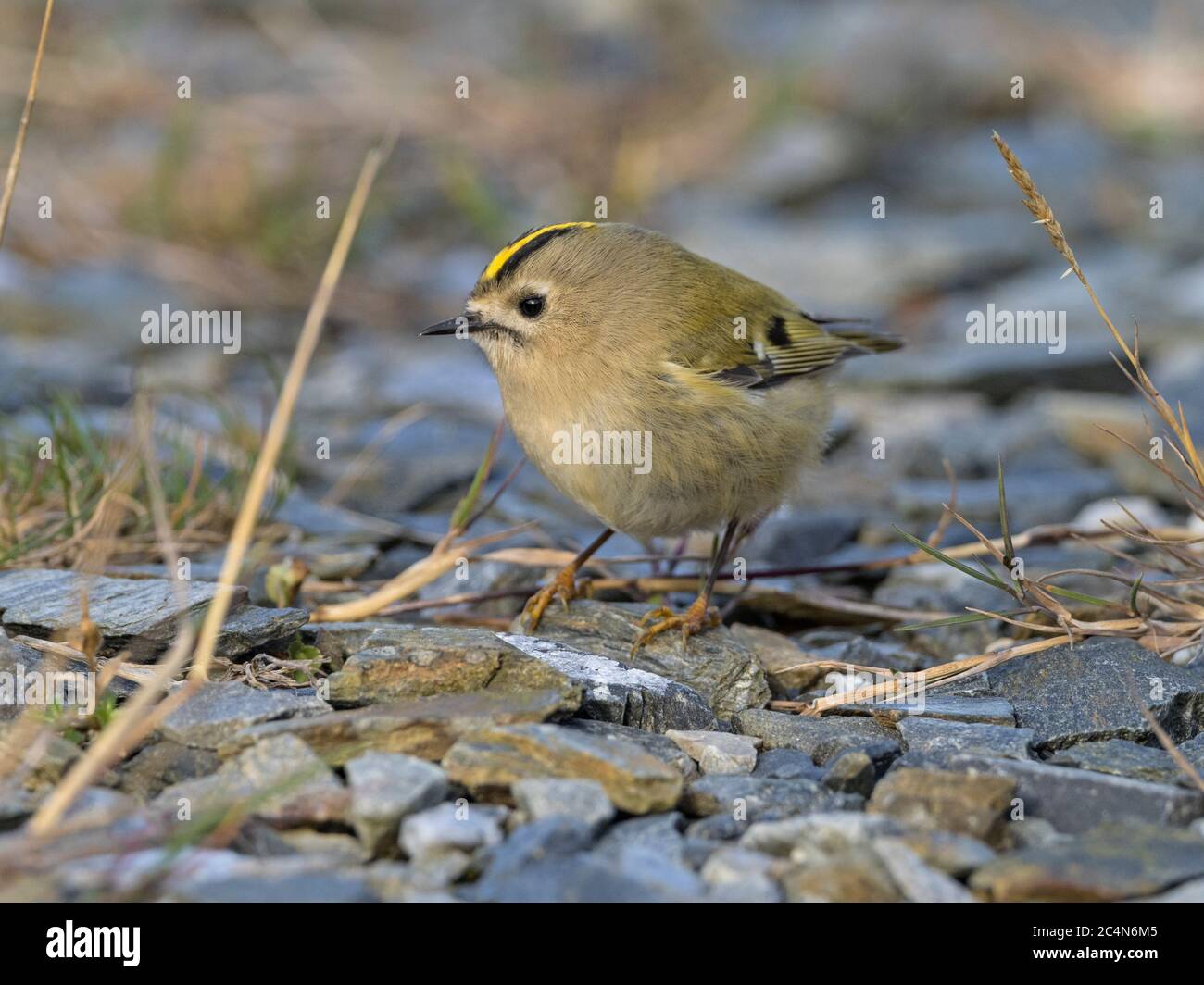 Migrant Goldcrest (Regulus regulus) sur le terrain en automne, Shetland, Écosse Banque D'Images