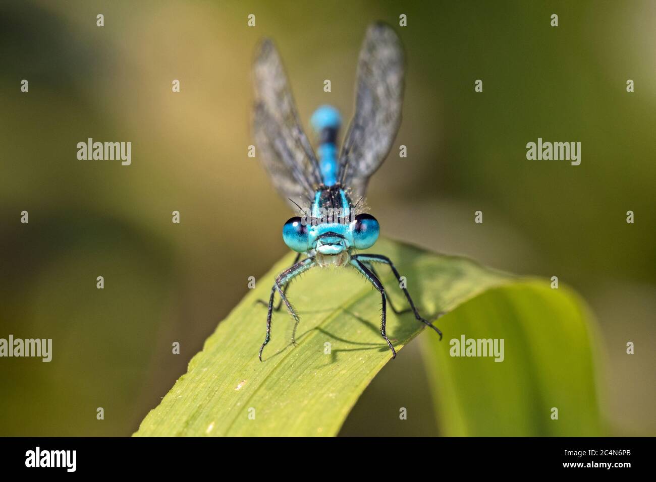 Demoiselle d'Azur mâle (Coenagrion puella) Banque D'Images