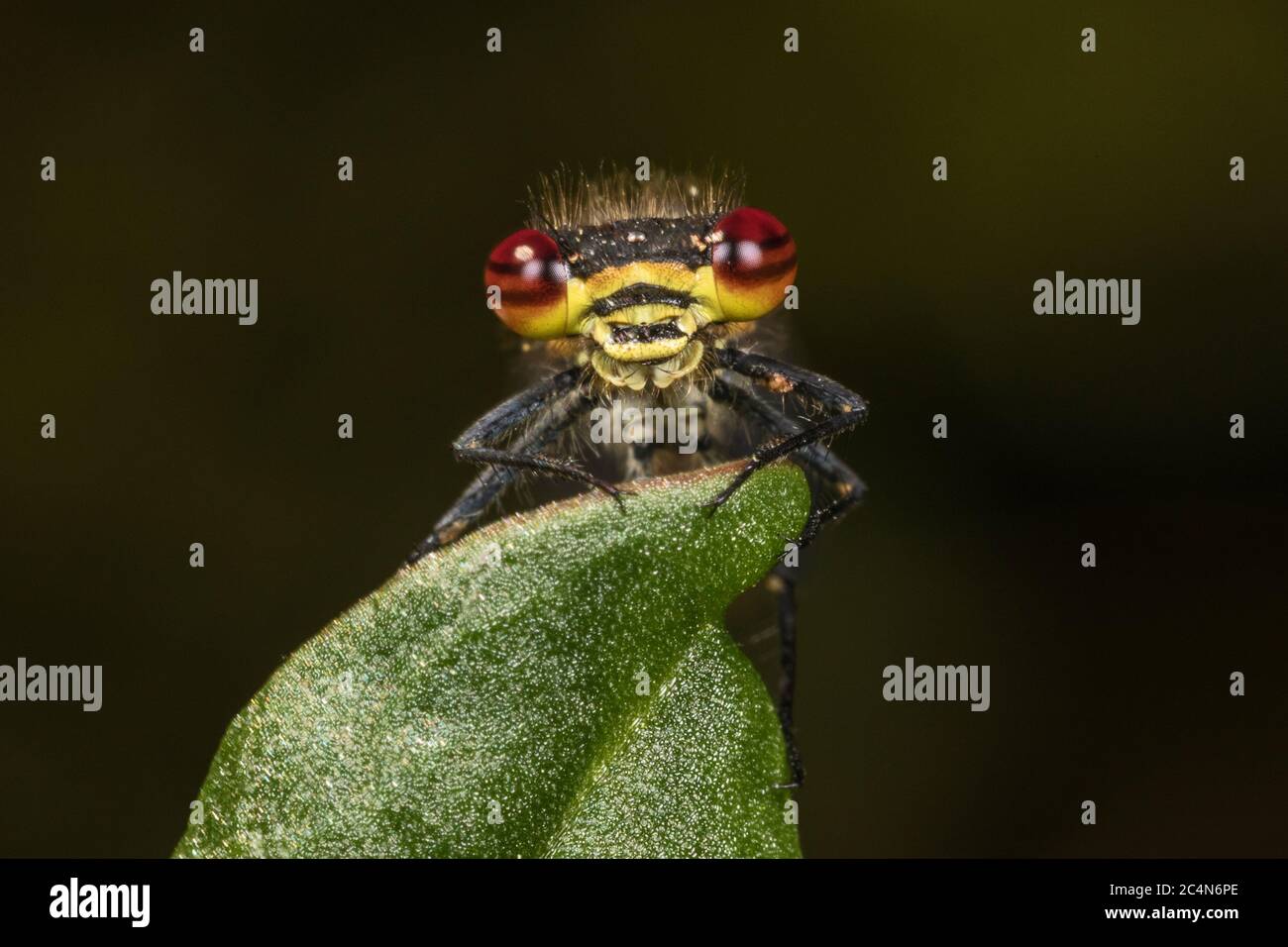 Grand Damselfly rouge, Pyrhosoma nymphula, Cambridgeshire, Angleterre Banque D'Images