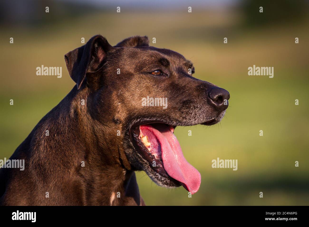 Portrait d'un chien mixte de race Pit Bull, bâillements Banque D'Images