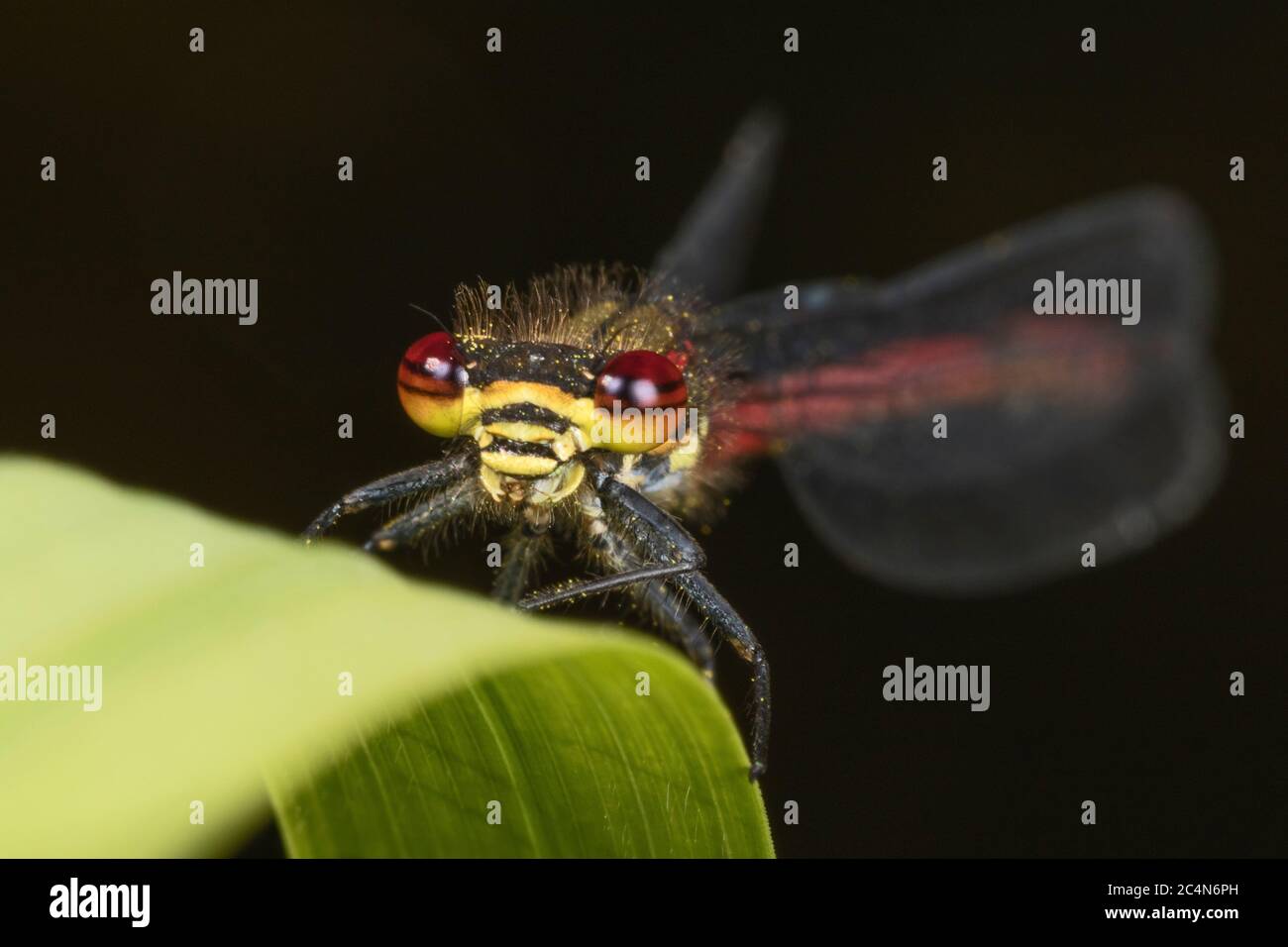 Grand Damselfly rouge, Pyrhosoma nymphula, Cambridgeshire, Angleterre Banque D'Images
