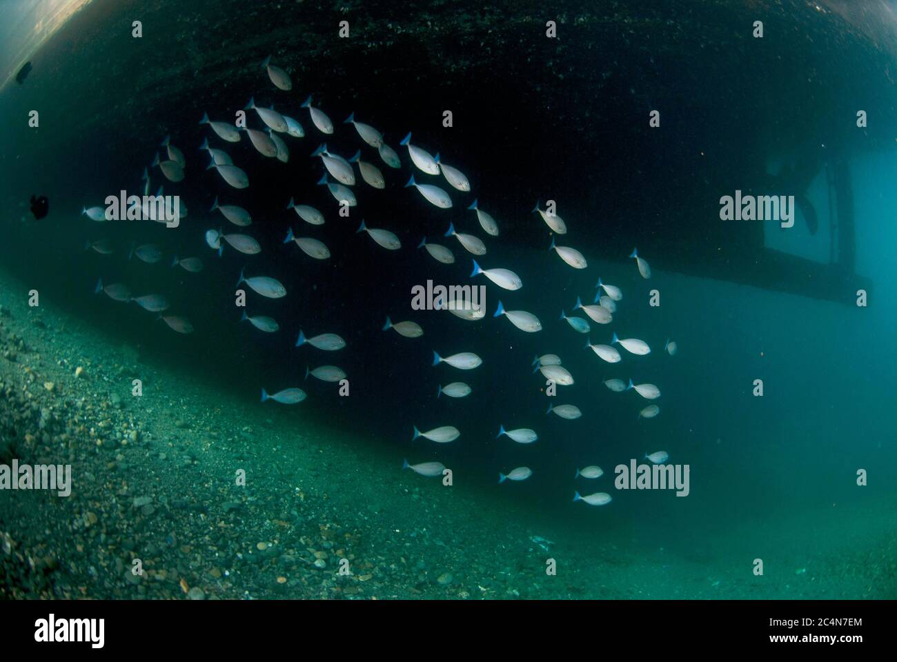 Bluetail Unicornfish, Naso caeruleacauda, école en eau trouble, site de plongée en jetée, Ambon, Moluques, Banda Sea, Indonésie Banque D'Images