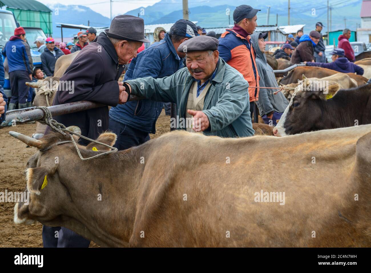 Marché animal à Karakol, Kirghizistan. Fermier vendant sa vache Banque D'Images