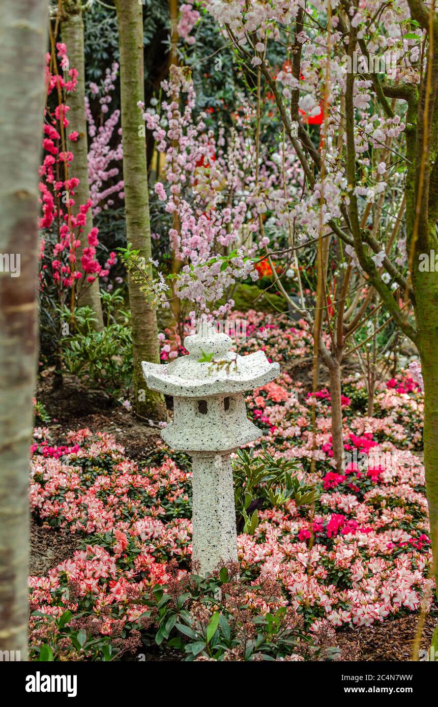 Lanterne japonaise en pierre, fleurs et cerisiers en fleurs Photo Stock -  Alamy