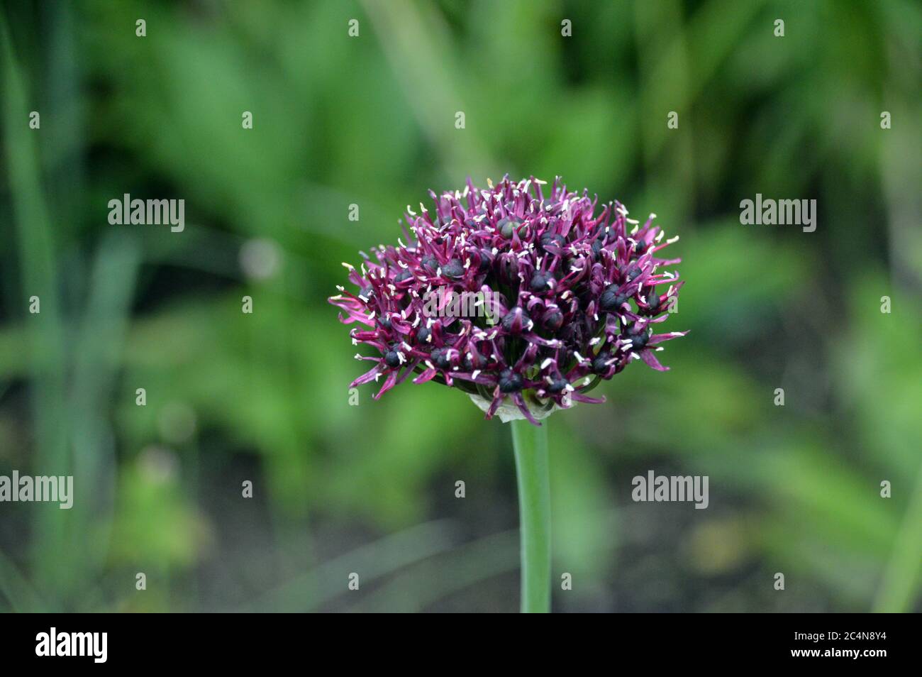 Single Maroon/Purple Allium Atropurpuremum (Onion ornemental) Fleur cultivé aux frontières de RHS Garden Harlow Carr, Harrogate, Yorkshire, Angleterre, Royaume-Uni. Banque D'Images