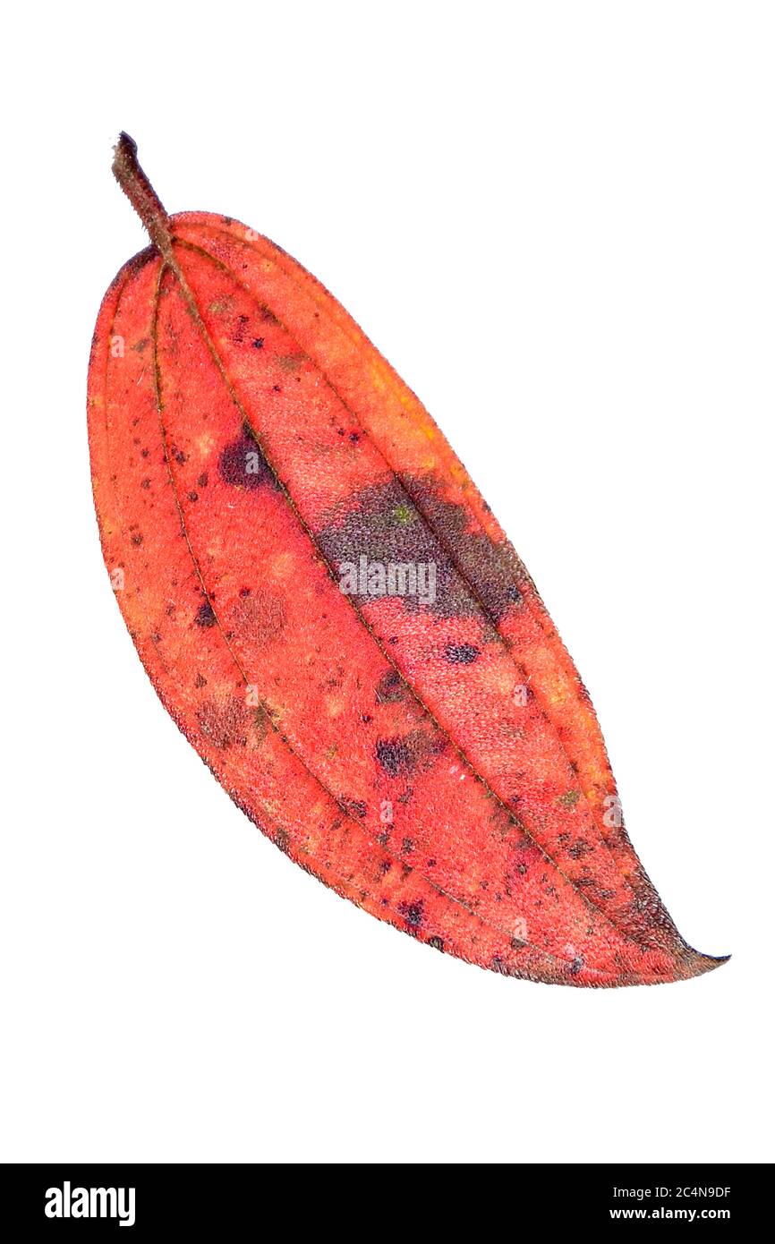 Feuille sèche tombée naturelle en automne. Image HD et résolution élevée. Peut être utilisé comme fond d'écran de bureau Banque D'Images