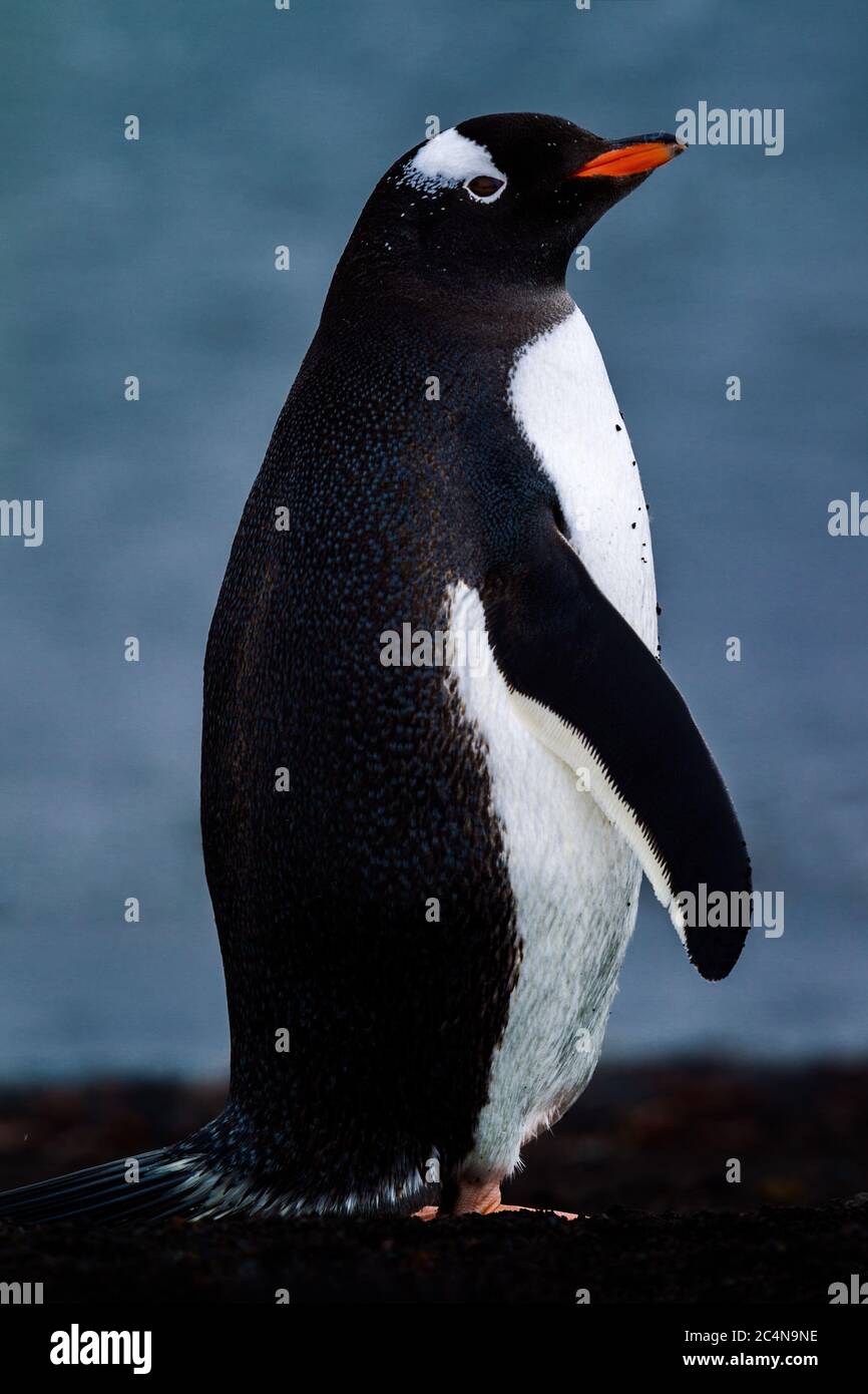 Un pingouin gentoo debout sur une plage noire, l'Antarctique. Banque D'Images