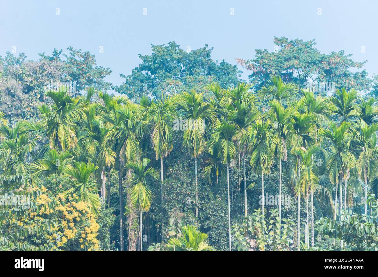 Paysage de palmiers et d'arbres dans la jungle indienne dans la matinée brumeuse Banque D'Images