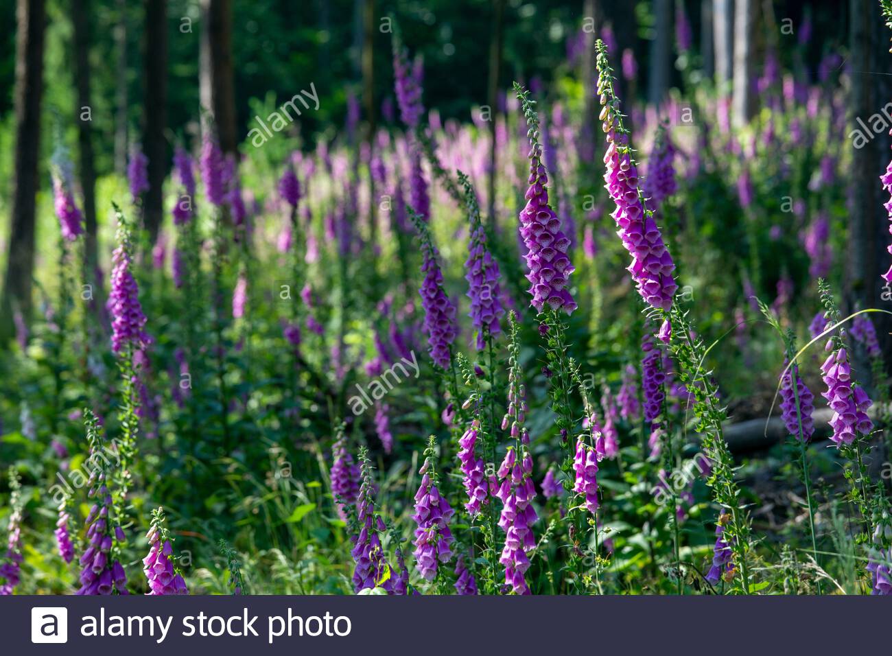 Foxglove dans une forêt près de la ville de Mitwitz en Bavière, un beau matin. Banque D'Images