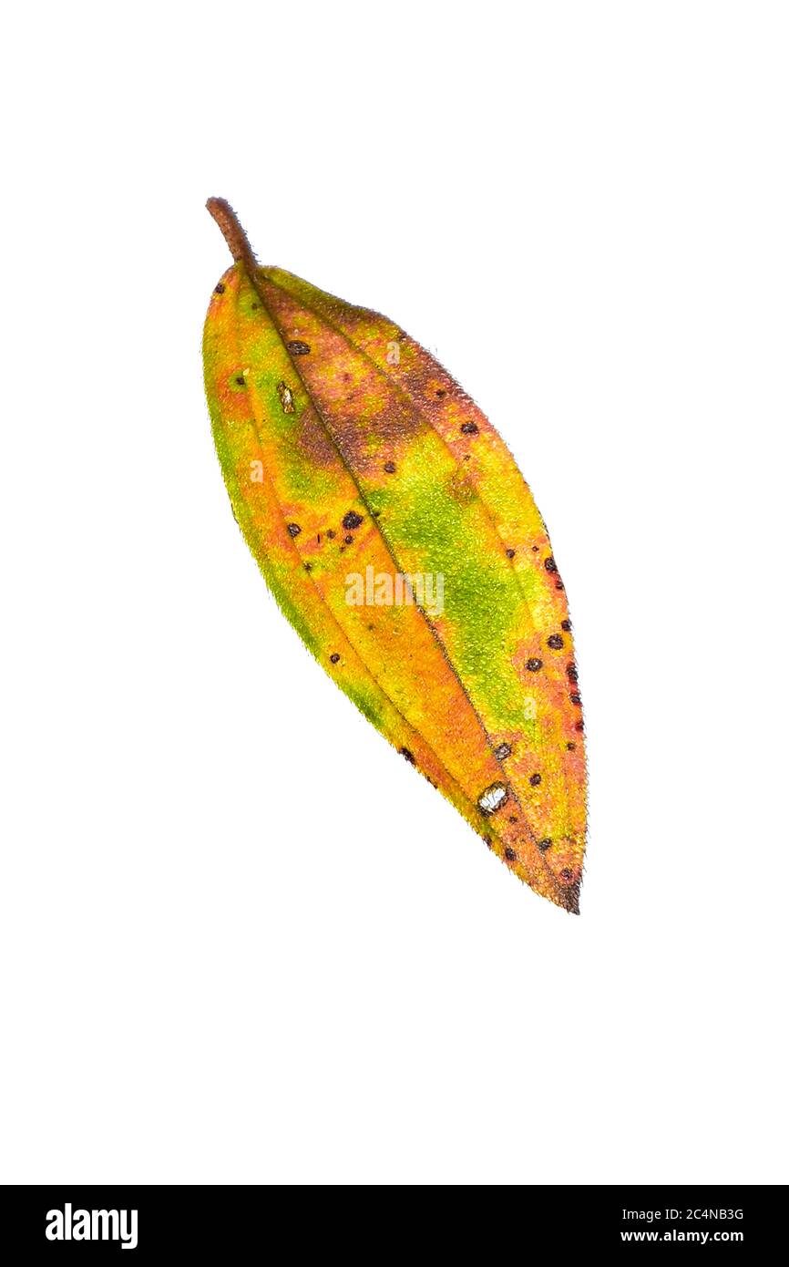 Feuille sèche tombée naturelle en automne. Image HD et résolution élevée. Peut être utilisé comme fond d'écran de bureau Banque D'Images
