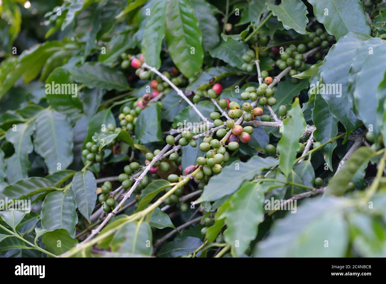 Grains de café mûrissant sur l'arbre. Île Maurice Banque D'Images