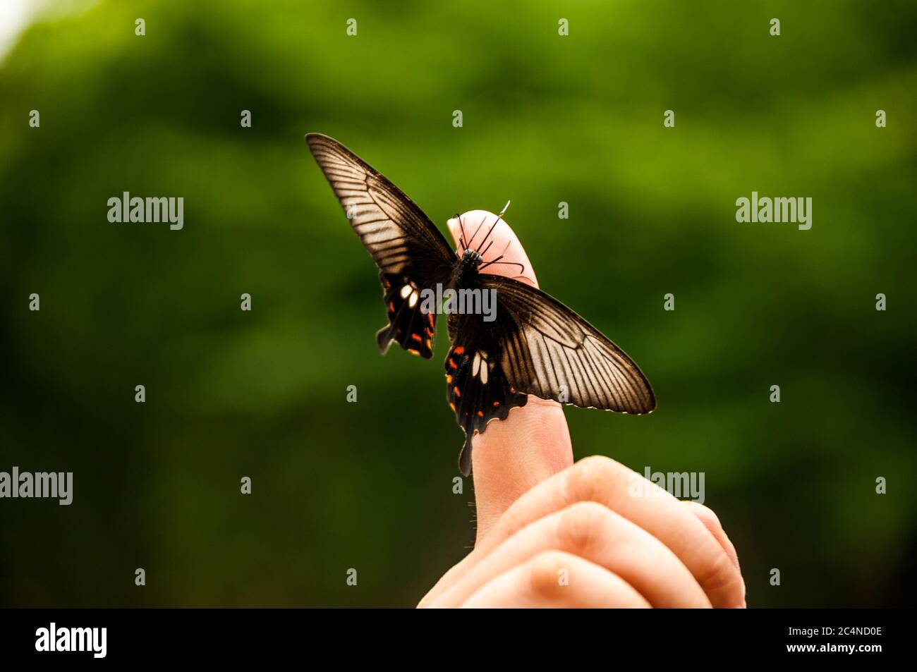 Un papillon Mormon commun au doigt d’un homme dans le parc lu Xun de Shanghai. Banque D'Images